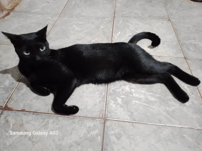 Gato ra a SRD-ViraLata idade 2 anos nome Banguela