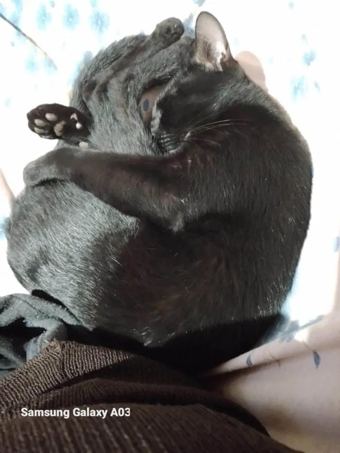 Gato ra a SRD-ViraLata idade 2 anos nome Banguela