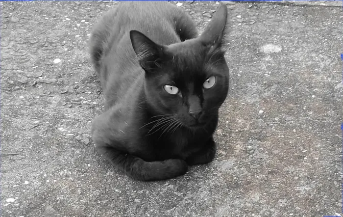 Gato ra a SRD-ViraLata idade 2 anos nome Banguela