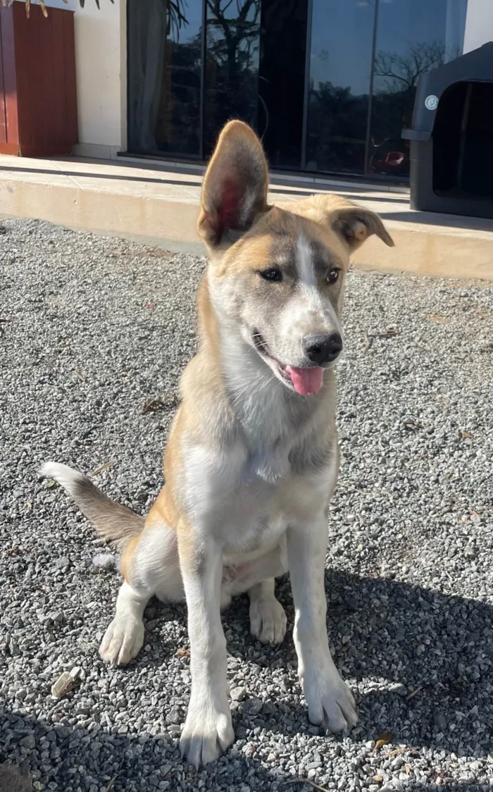 Cachorro ra a SRD-ViraLata idade 2 a 6 meses nome Hund