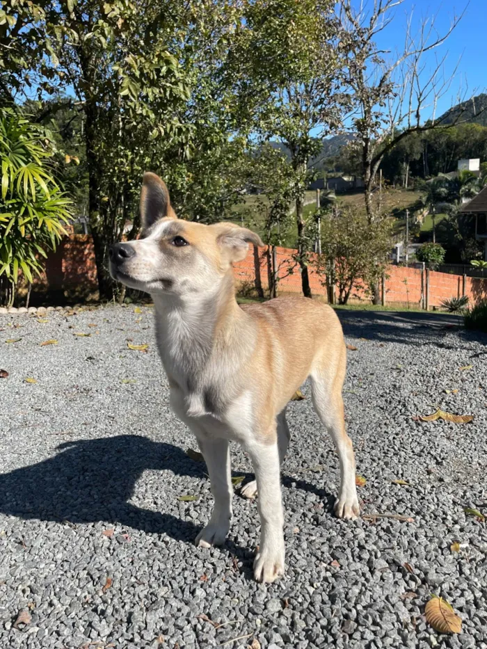 Cachorro ra a SRD-ViraLata idade 2 a 6 meses nome Hund