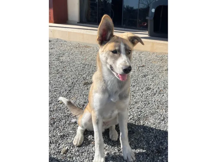 Cachorro ra a SRD-ViraLata idade 2 a 6 meses nome Hund