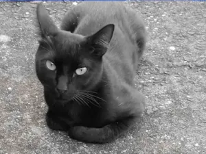 Gato raça SRD-ViraLata idade 2 anos nome Banguela