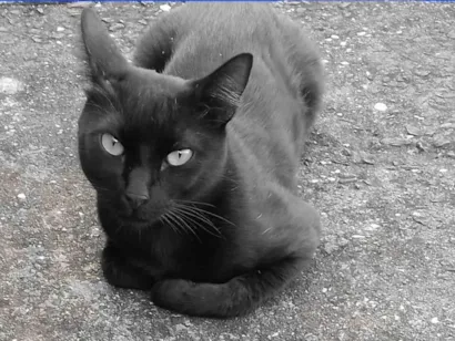 Gato raça SRD-ViraLata idade 2 anos nome Banguela