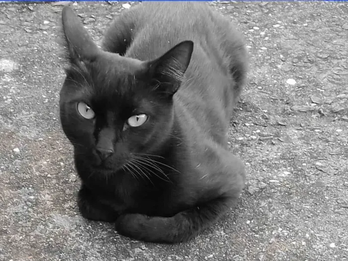 Gato ra a SRD-ViraLata idade 2 anos nome Banguela
