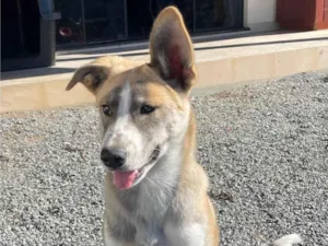 Cachorro raça SRD-ViraLata idade 2 a 6 meses nome Hund