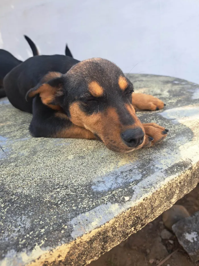 Cachorro ra a SRD-ViraLata idade 2 a 6 meses nome Sem nome