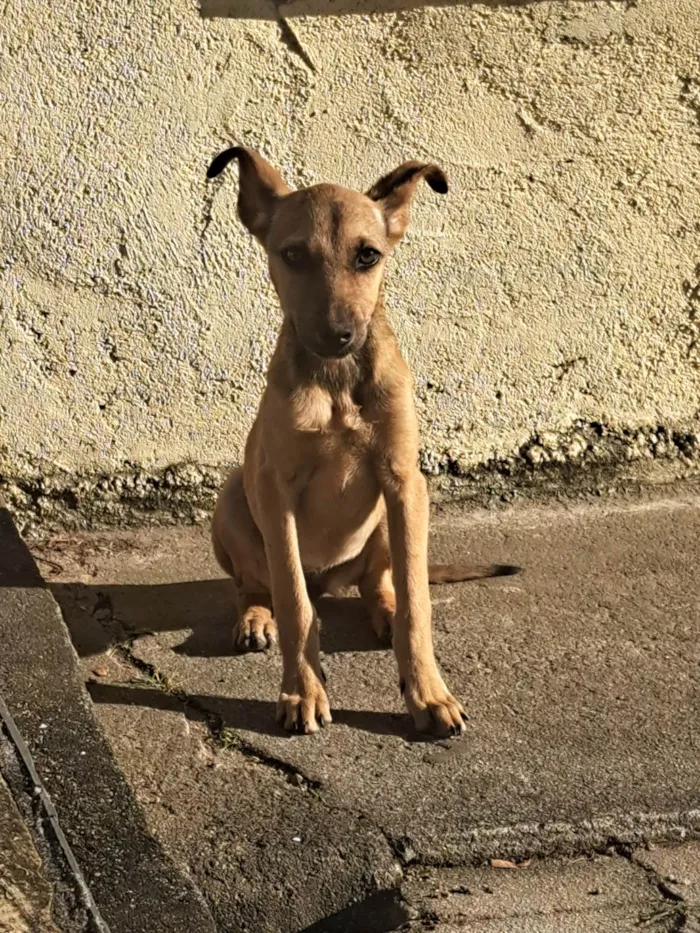 Cachorro ra a SRD-ViraLata idade 2 a 6 meses nome Sem nome.