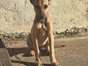 Cachorro raça SRD-ViraLata idade 2 a 6 meses nome Sem nome.