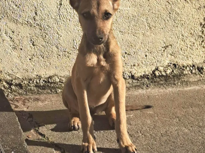 Cachorro ra a SRD-ViraLata idade 2 a 6 meses nome Sem nome.
