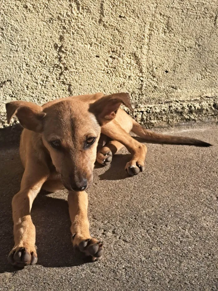 Cachorro ra a SRD-ViraLata idade 2 a 6 meses nome Malhada