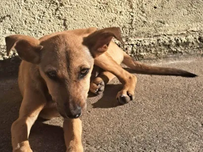 Cachorro raça SRD-ViraLata idade 2 a 6 meses nome Malhada