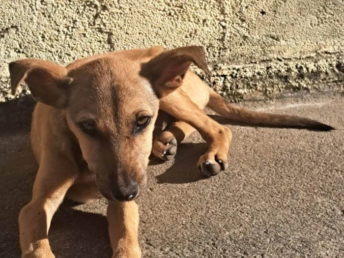 Cachorro ra a SRD-ViraLata idade 2 a 6 meses nome Malhada
