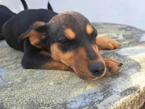 Cachorro raça SRD-ViraLata idade 2 a 6 meses nome Sem nome