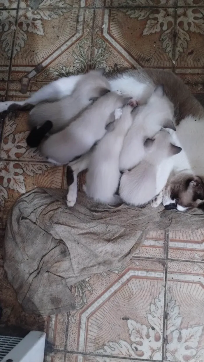 Gato ra a SRD-ViraLata idade Abaixo de 2 meses nome Vários 