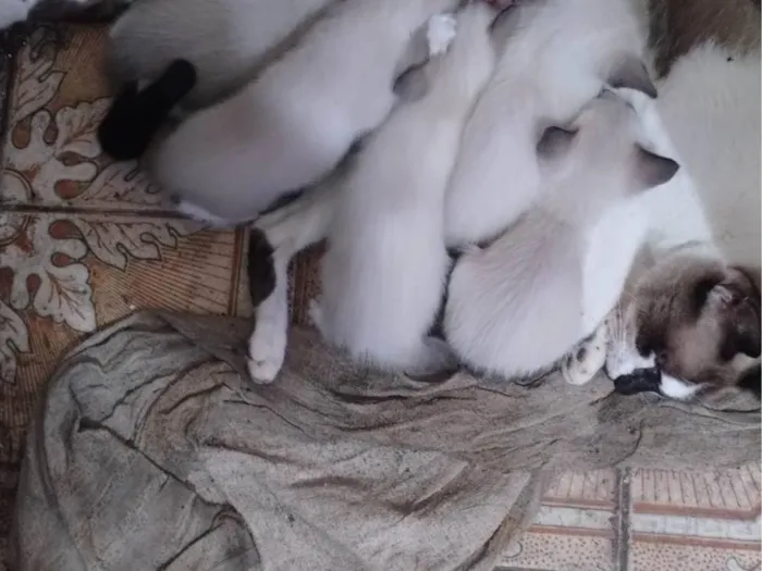 Gato ra a SRD-ViraLata idade Abaixo de 2 meses nome Vários 