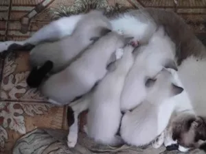 Gato raça SRD-ViraLata idade Abaixo de 2 meses nome Vários 