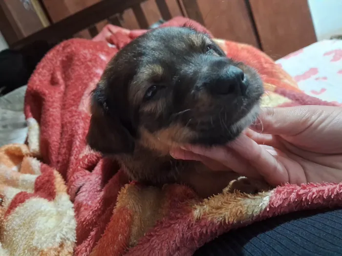 Cachorro ra a SRD-ViraLata idade Abaixo de 2 meses nome Doguinhos