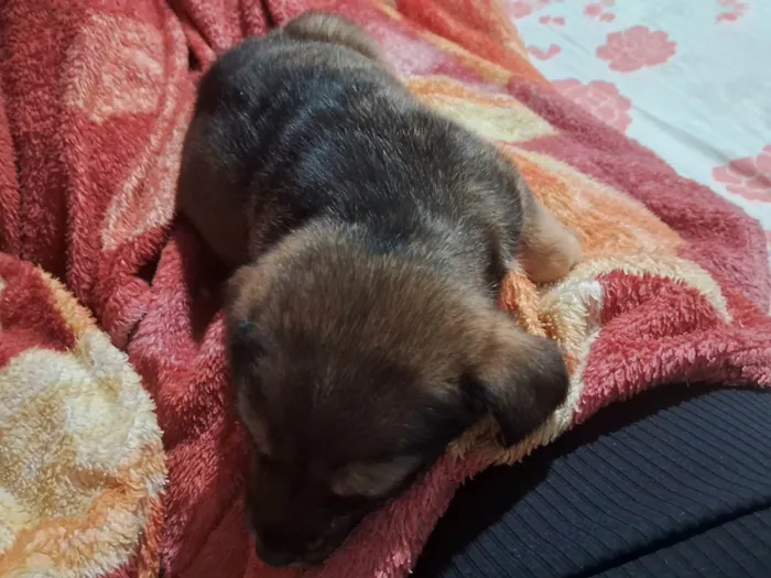 Cachorro ra a SRD-ViraLata idade Abaixo de 2 meses nome Doguinhos
