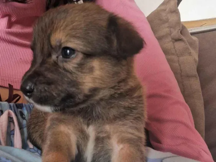 Cachorro ra a SRD-ViraLata idade Abaixo de 2 meses nome Doguinhos