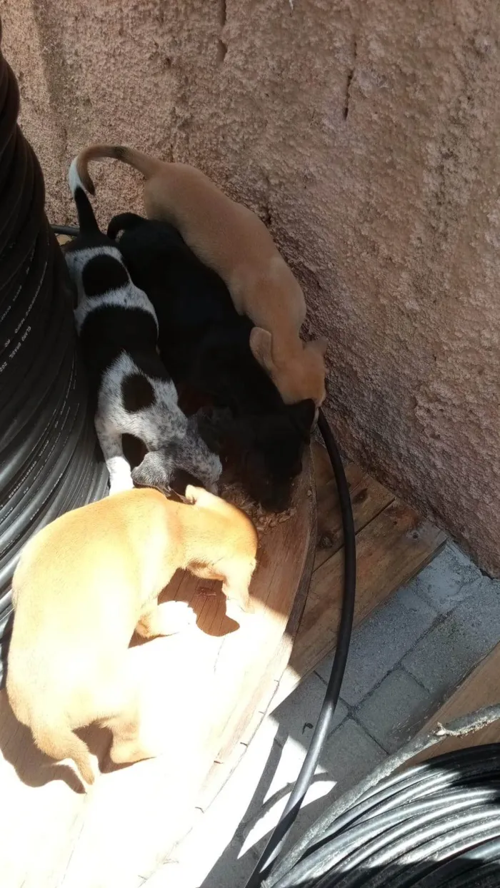 Cachorro ra a SRD-ViraLata idade 2 a 6 meses nome sem nome 