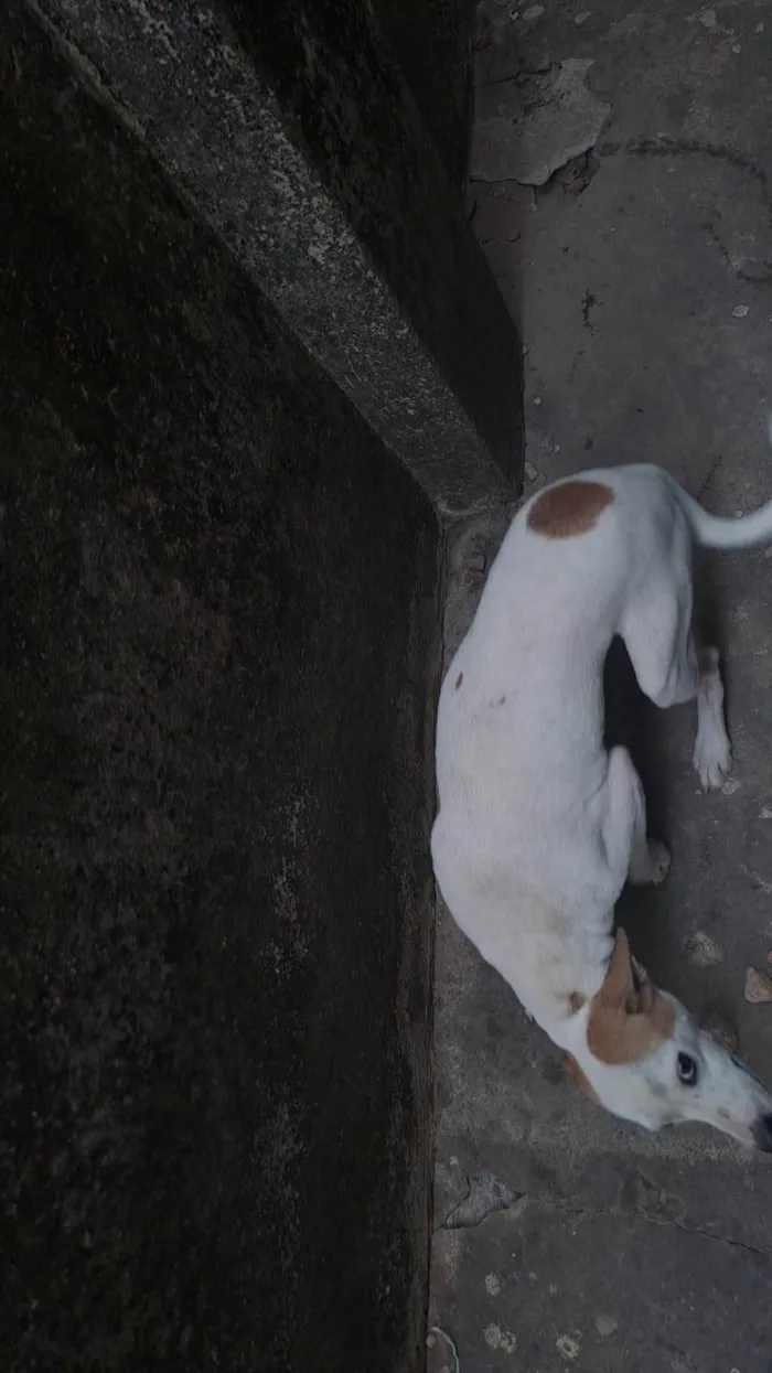 Cachorro ra a SRD-ViraLata idade 2 a 6 meses nome Fuleco