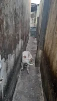 Fuleco