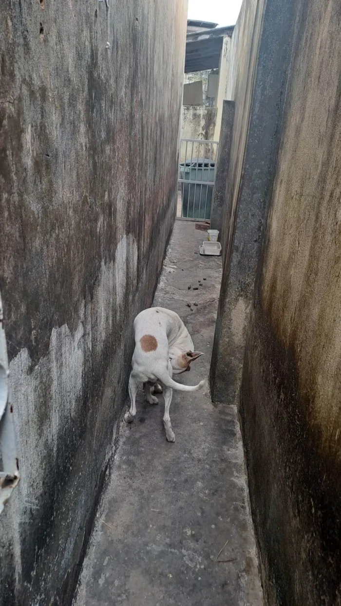 Cachorro ra a SRD-ViraLata idade 2 a 6 meses nome Fuleco