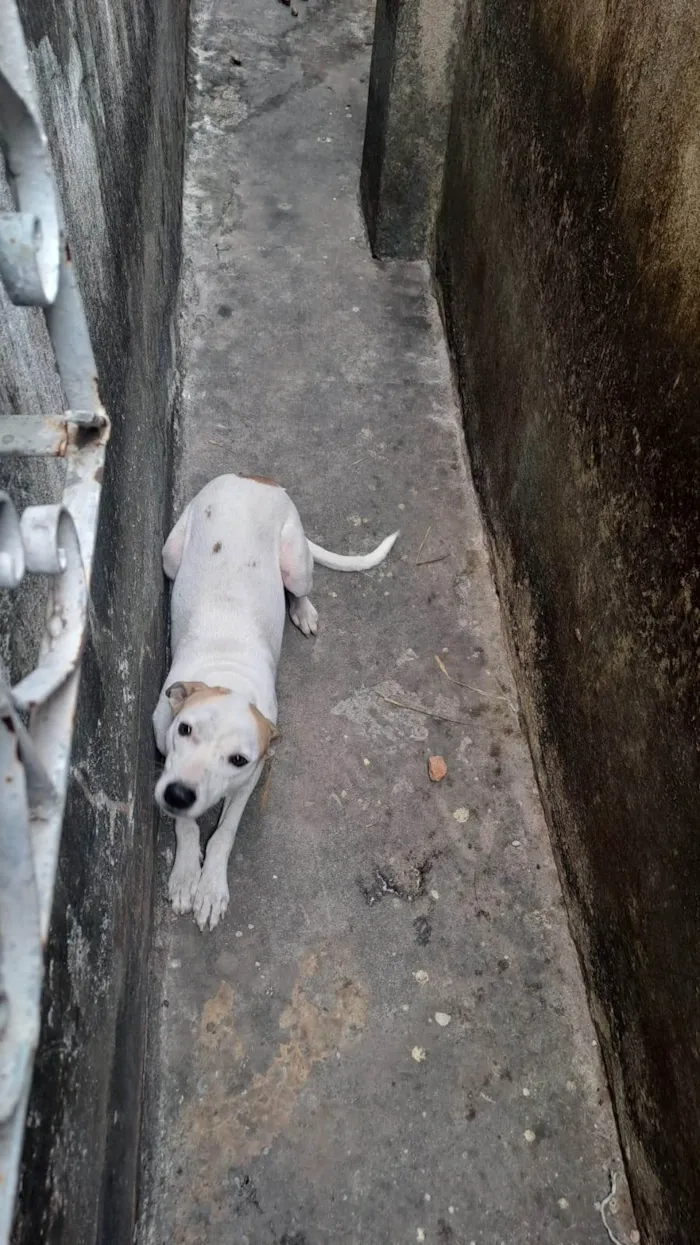 Cachorro ra a SRD-ViraLata idade 2 a 6 meses nome Fuleco