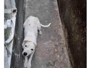 Cachorro raça SRD-ViraLata idade 2 a 6 meses nome Fuleco