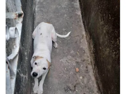 Cachorro raça SRD-ViraLata idade 2 a 6 meses nome Fuleco