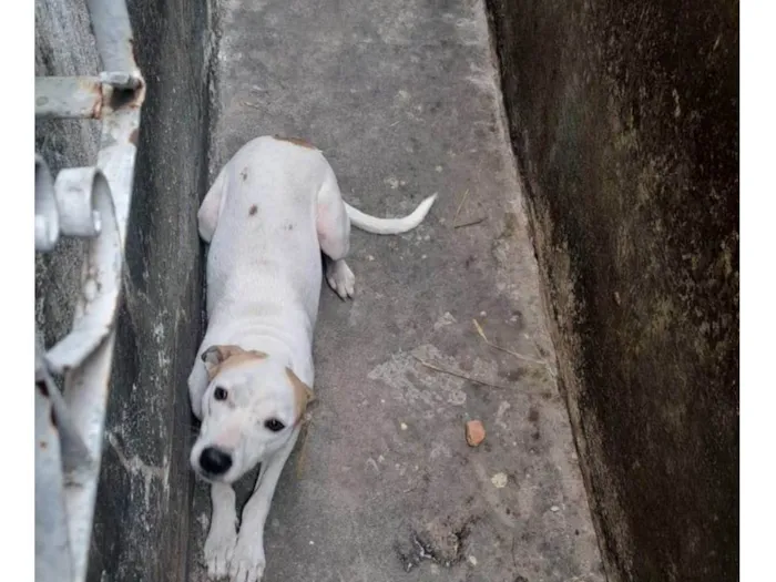Cachorro ra a SRD-ViraLata idade 2 a 6 meses nome Fuleco