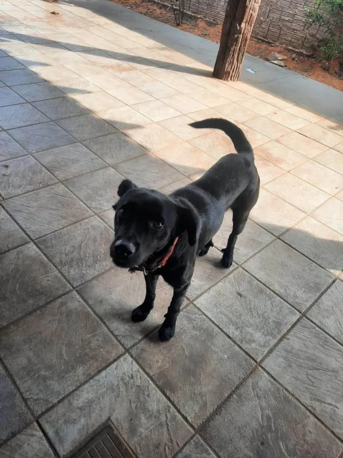 Cachorro ra a Labrador idade 3 anos nome Ozzi Dino