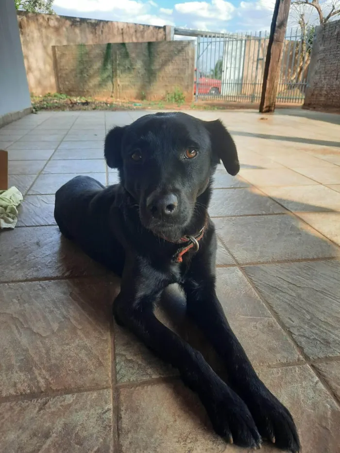 Cachorro ra a Labrador idade 3 anos nome Ozzi Dino