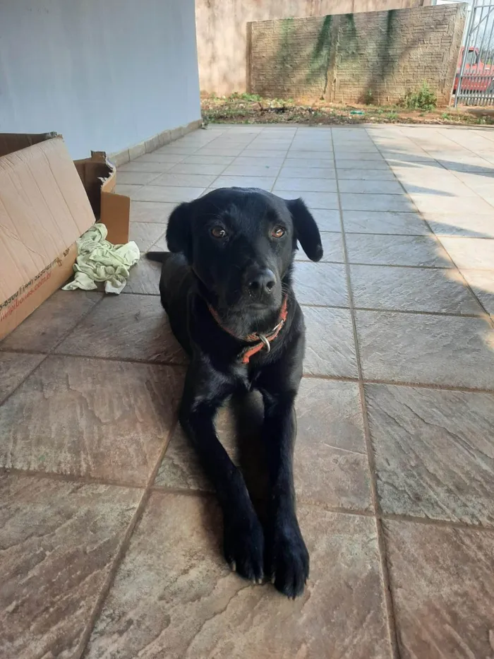 Cachorro ra a Labrador idade 3 anos nome Ozzi Dino