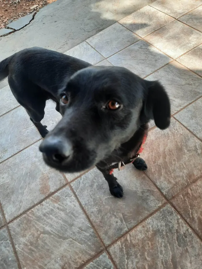 Cachorro ra a Labrador idade 3 anos nome Ozzi Dino