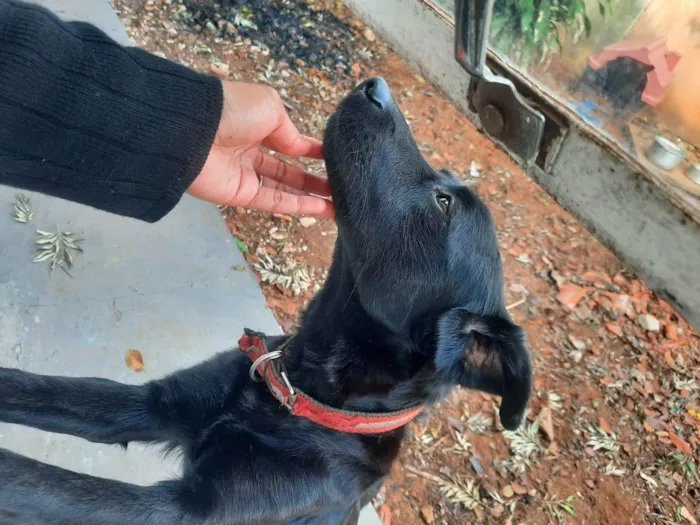 Cachorro ra a Labrador idade 3 anos nome Ozzi Dino