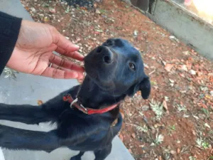 Cachorro raça Labrador idade 3 anos nome Ozzi Dino