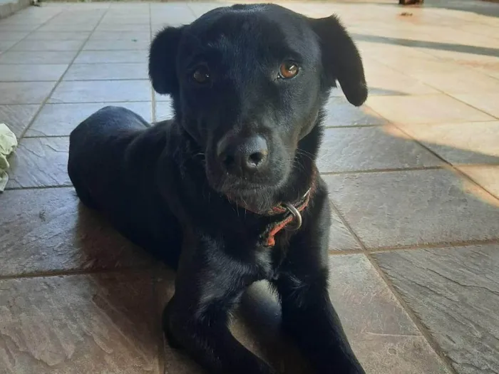 Cachorro ra a Labrador idade 3 anos nome Ozzi Dino