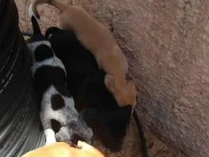 Cachorro raça SRD-ViraLata idade 2 a 6 meses nome sem nome 