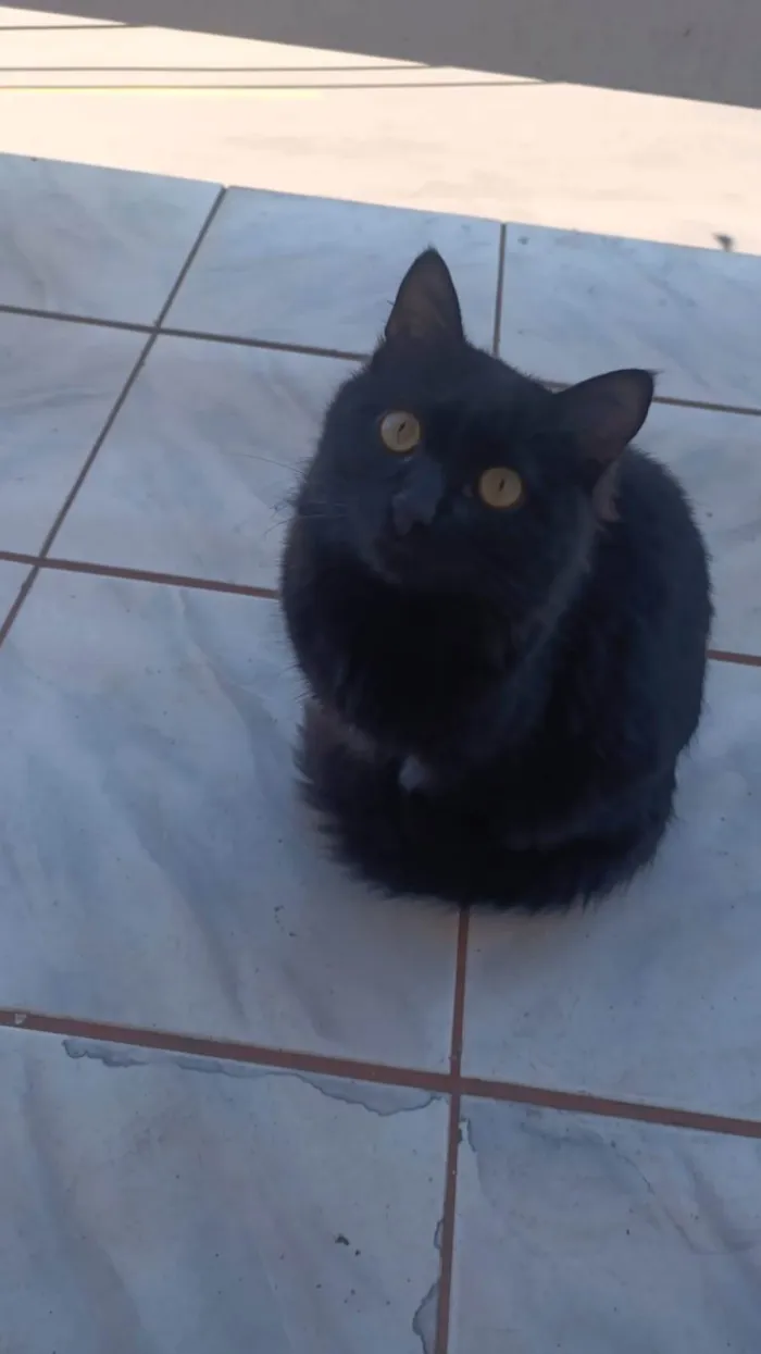 Gato ra a SRD-ViraLata idade 1 ano nome Salem