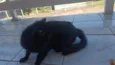 Salem