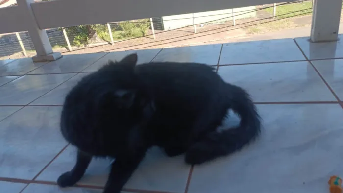 Gato ra a SRD-ViraLata idade 1 ano nome Salem