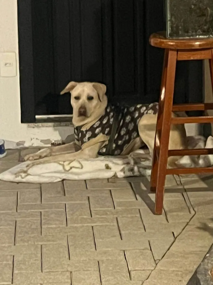 Cachorro ra a Labrador idade 7 a 11 meses nome Latina