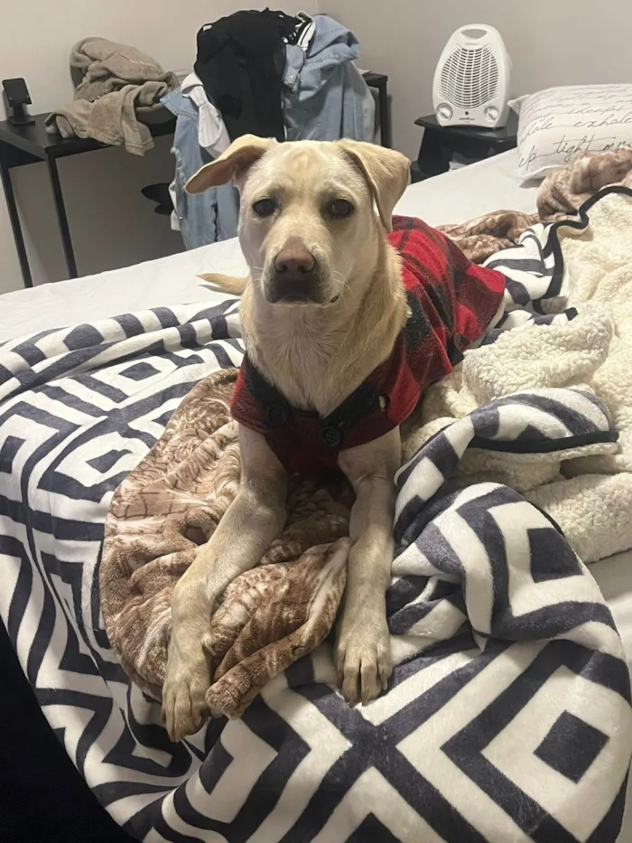 Cachorro ra a Labrador idade 7 a 11 meses nome Latina