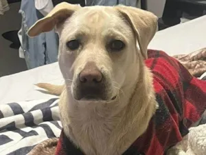 Cachorro raça Labrador idade 7 a 11 meses nome Latina