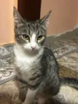 Gatinha 