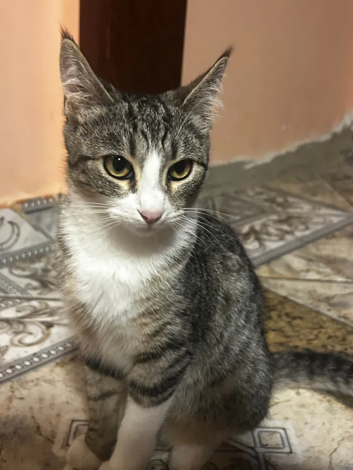 Gato ra a SRD-ViraLata idade 2 a 6 meses nome Gatinha 