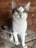 Gatinho 