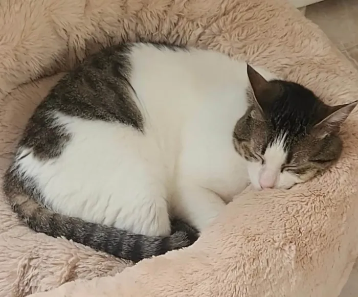 Gato ra a SRD-ViraLata idade 4 anos nome Procuro Jymmi